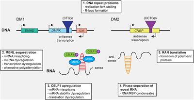 Abnormalities in Skeletal Muscle Myogenesis, Growth, and Regeneration in Myotonic Dystrophy